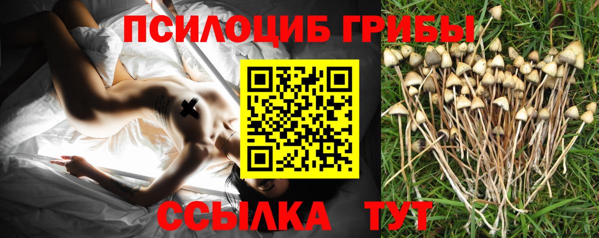 Галлюциногенные грибы Psilocybe  закладки  Шали  Вход с VPN 